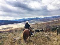 Ranchers Facing the Challenges of Wolf Reintroduction