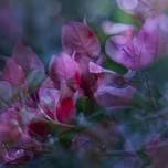 Fleurieu Flora