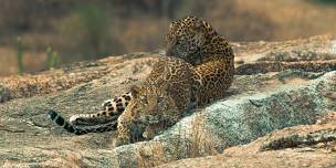 Jawai Leopard Safari from Ahmedabad