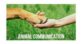 Animal Communication with Linda McCoy