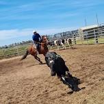 Calulu Creek Quarter Horse's team penning practice day