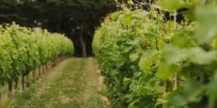 FREE Tour & Tastings at vineyard for English Wine Week