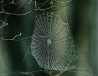 The Wonderful World of Spiderwebs