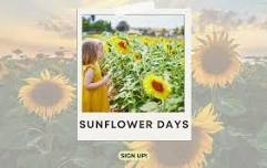 Sunflower Days