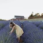 Newcastle Lavender Open Farm