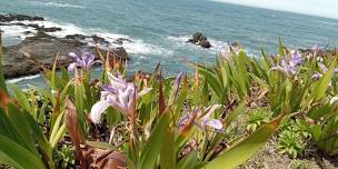 Earth Day Native Plant Restoration in Shelter Cove